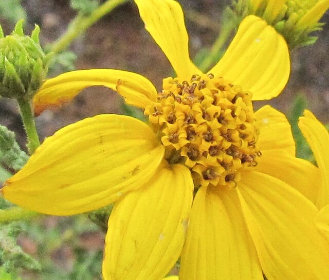 Asteraceae, Bahiopsis laciniata, San Diego Sunflower