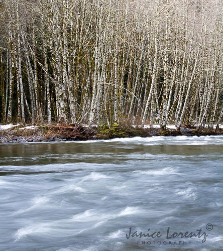 trees winter nature water forest river outdoors hiking scenic salmon nationalforest mounthood alder oreogn