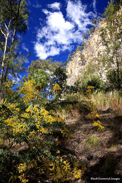 Carnarvon Gorge - Acacia podalyriifolia and Sandstone Cliffs Near The Ampitheatre