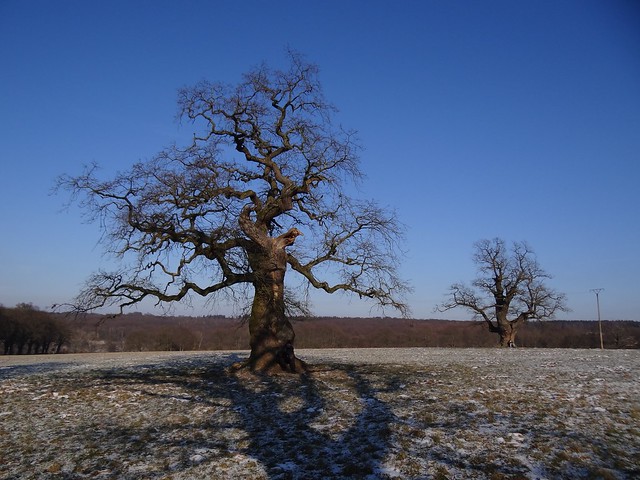 amazing oaks