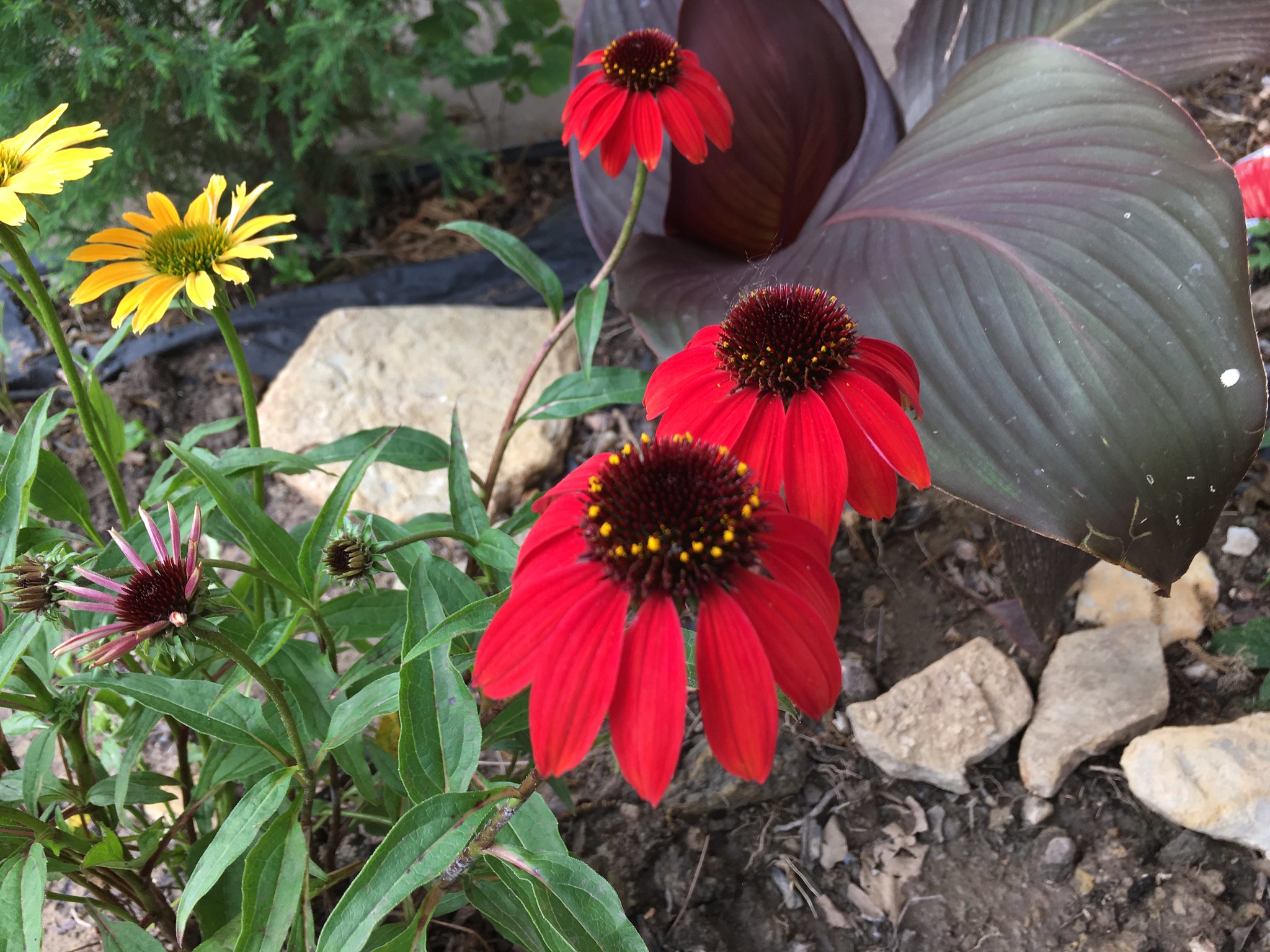 Hey, it's a non purple coneflower- a first for our yard!
