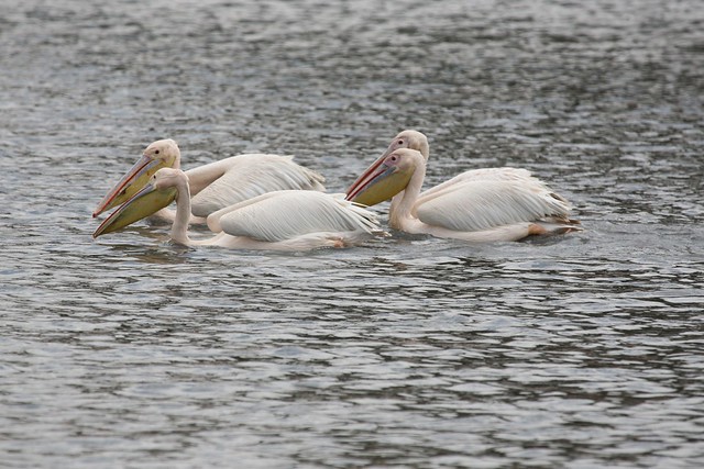 Yellow-billed Pelicans Ngorongoro Crater Tanzania East Africa