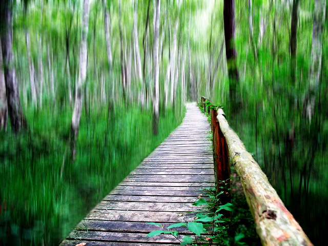 Wooden Path in the Birch Forest