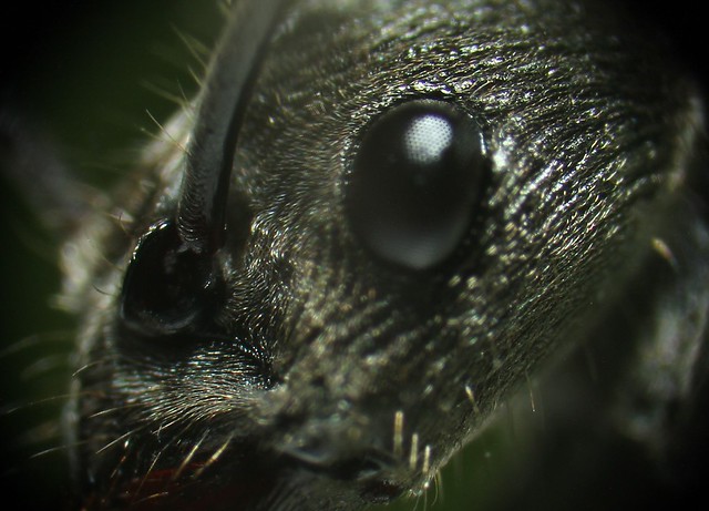 The eye of an Ant
