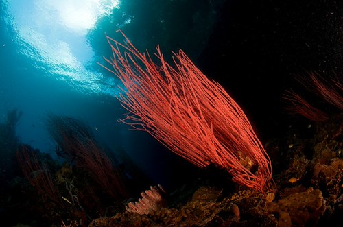 Isola di Komodo - Indonesia
