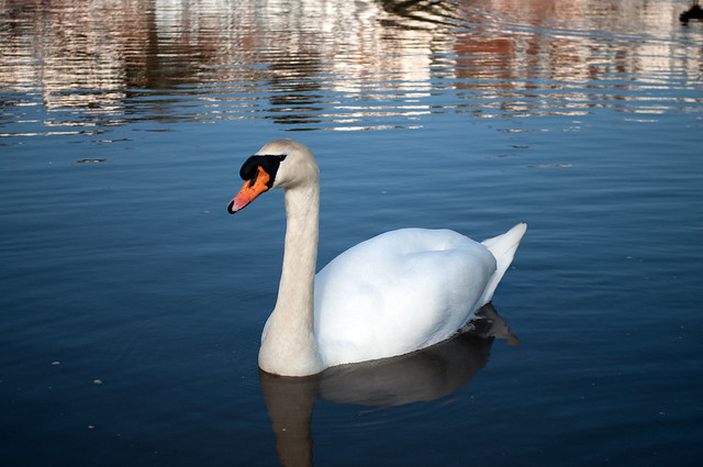 Mute Swan Reflecting