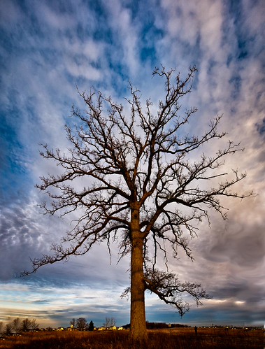 Standing Tall!! by shreya59, blue sky dublin tree nature clouds nikon hdr goldenhour glacierridgepark copg