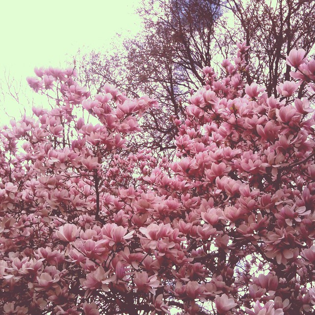 magnoliaträd i central park IV