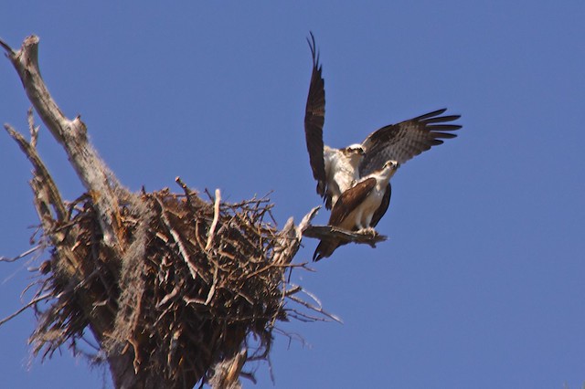 Osprey mating- First Landing State Park,  Virginia Beach, VA.