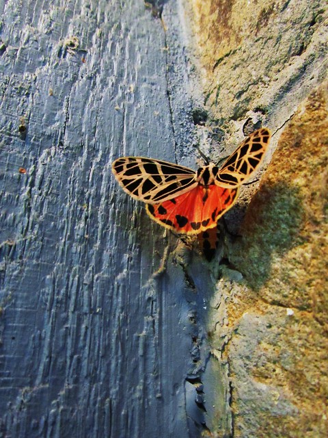 harnessed tiger moth by the door