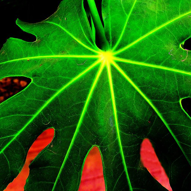 Leaf symmetry