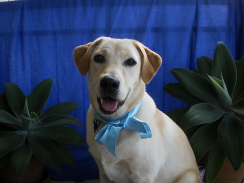 Labrador | by ♥ Cσcσ ♥ Hєαяt σf Gσℓd