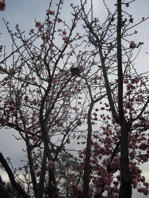 Spring tree Blossoms