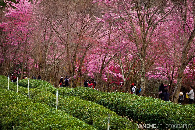 武陵茶風光 Wuling Tea Garden, Taichung
