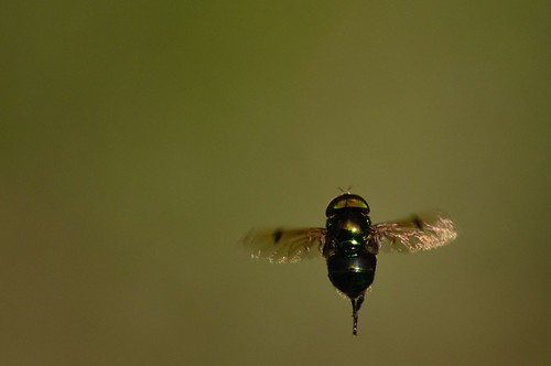 Bichos Llaneros en Close Up | by GeorgeShell