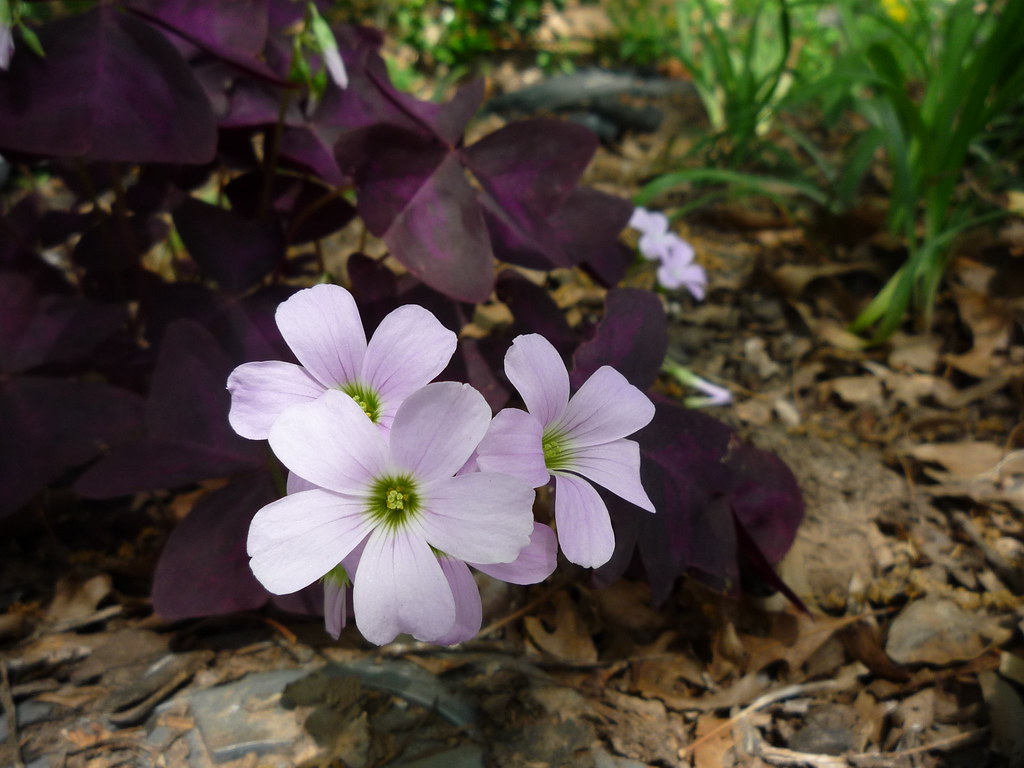 More Purple Shamrock Flowers