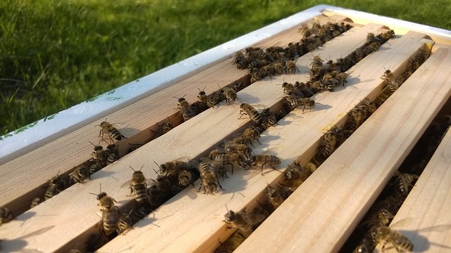 Durchsicht der Bienenvölker