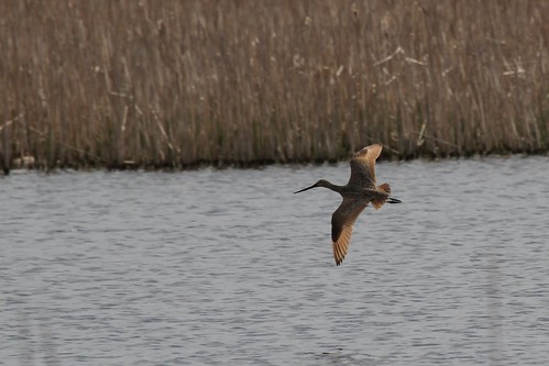 marbledgodwit inflight flying horiconmarsh waupun highway49 wisconsin shorebird dodgecounty rare rarity peep marsh nature