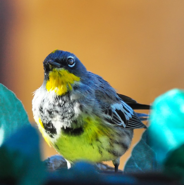 Yellow-Rumped Warbler -  Male