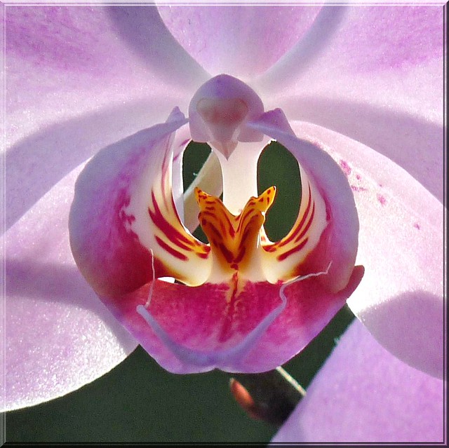 Orchid - Orchidee