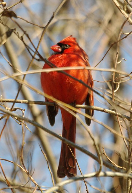 plump cardinal