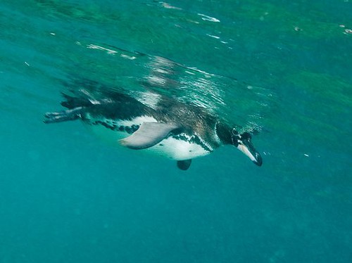 Crociere alle Galapagos