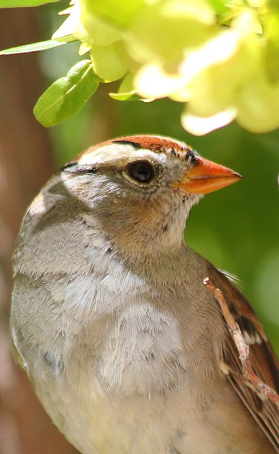 White-Crowned Sparrow (Zonotrichia leucophrys), immature.  The black stripe is beginning to form.
