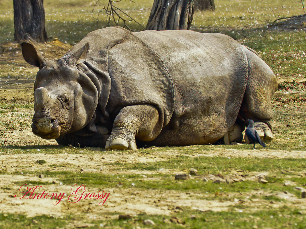 Rhino Trying to Get up | I FOUND THIS CHAP TRYING HARD TO GE… | Flickr