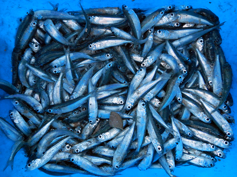 Blue bucket full of tiny silver fish caught in the morning…
