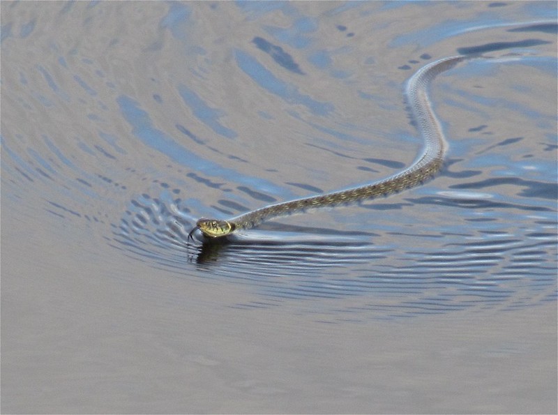 Grass Snake at Tophill Low on 10/03/2012.