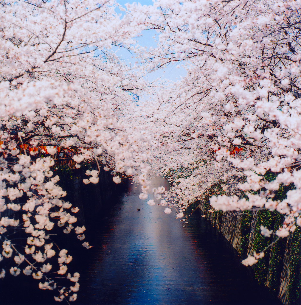 目黒川 桜祭り | Zenza Bronica EC kodak ektar100 | Masayoshi Watanabe | Flickr