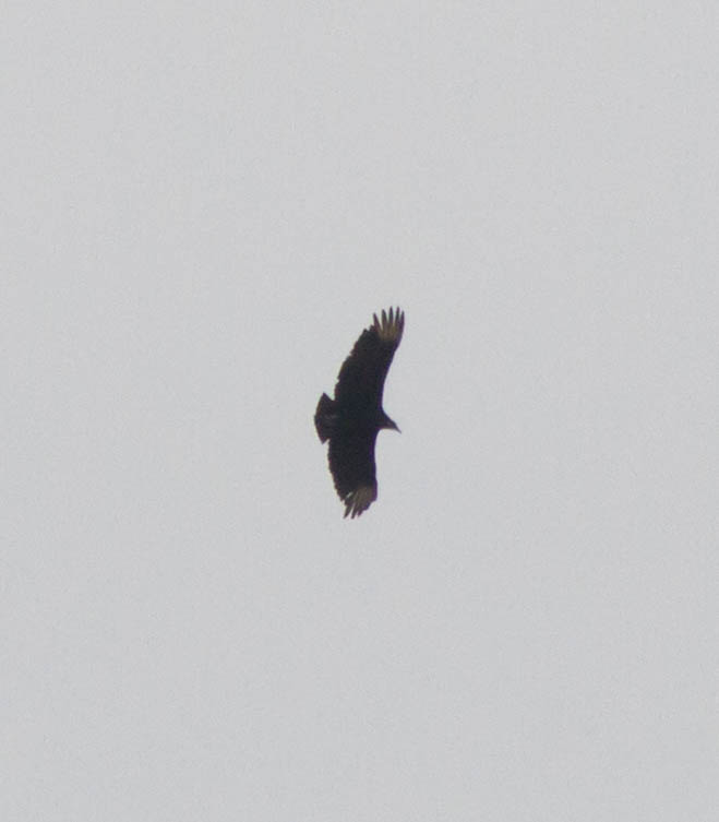 Black Vulture!