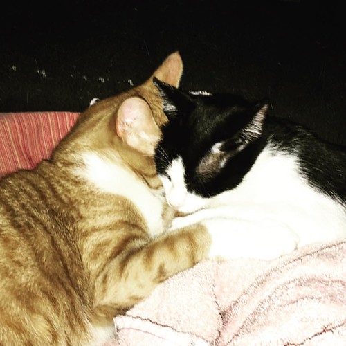 Happy national hug your cat day! #cat #cats #nationalhugyourcatday  #Neko #kawaiineko #catsofinstagram #cats_of_instagram | by TTChoppa