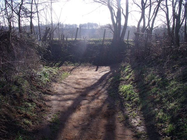 Path in morning sunlight