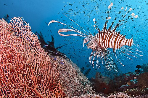 Polinesia