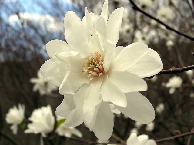 Magnolia salicifolia (Siebold & Zucc.) Maxim. 1872 cv. 'AIA' (MAGNOLIACEAE)