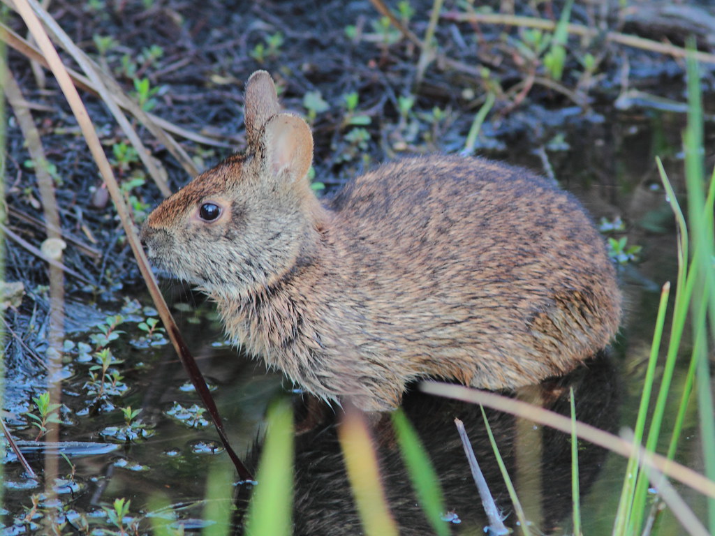 Marsh Rabbit Baby Marsh Rabbit coming out of water 20120323 | We visited Chape… | Flickr
