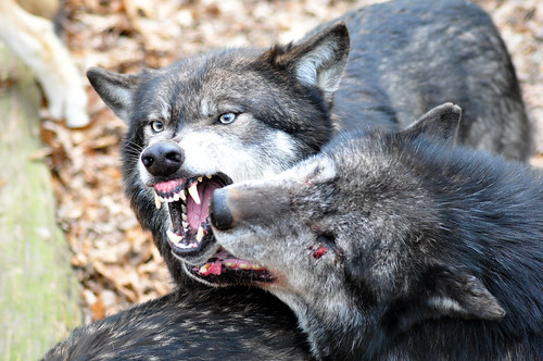 Wolves | by Rick@Bristol