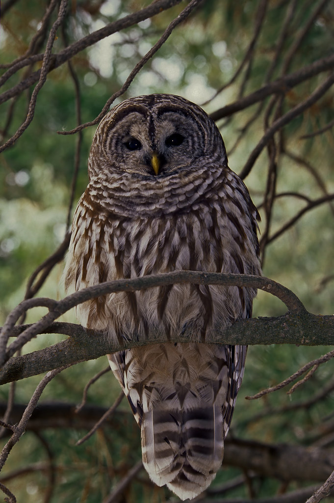 Barred Owl at Malheur NWR 