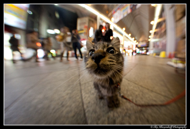 Cute Japanese pussy cat close up with Fish-eye on a leash! ;))