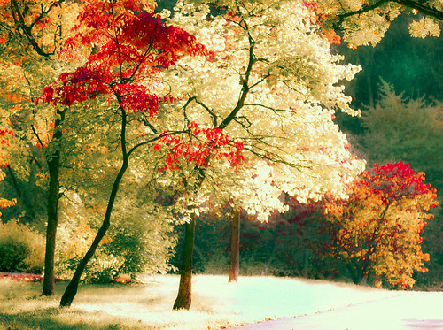 Autumn Somewhere by Kala_M