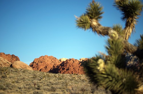 redrockcanyon cactus mountain mountains sunrise desert lasvegas nv