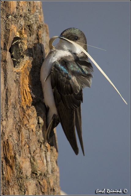 Nesting Tree Swallow (female)