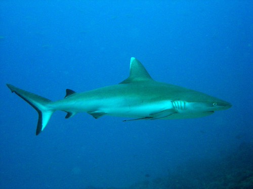 Grey reef shark