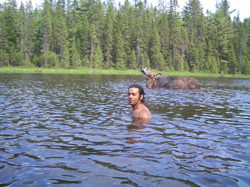 Baz swimming with a moose