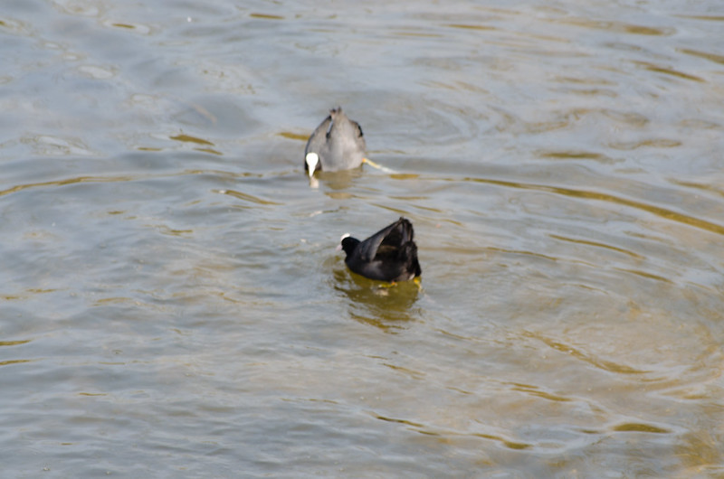 Coot conflict