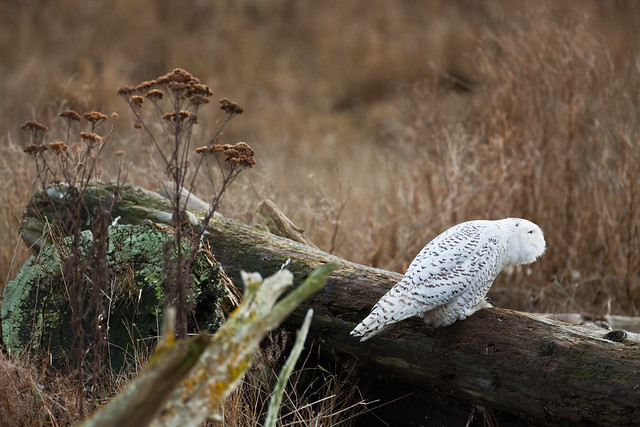 Snowy Owl Alert to Threat of Bald Eagle at Boundary Bay