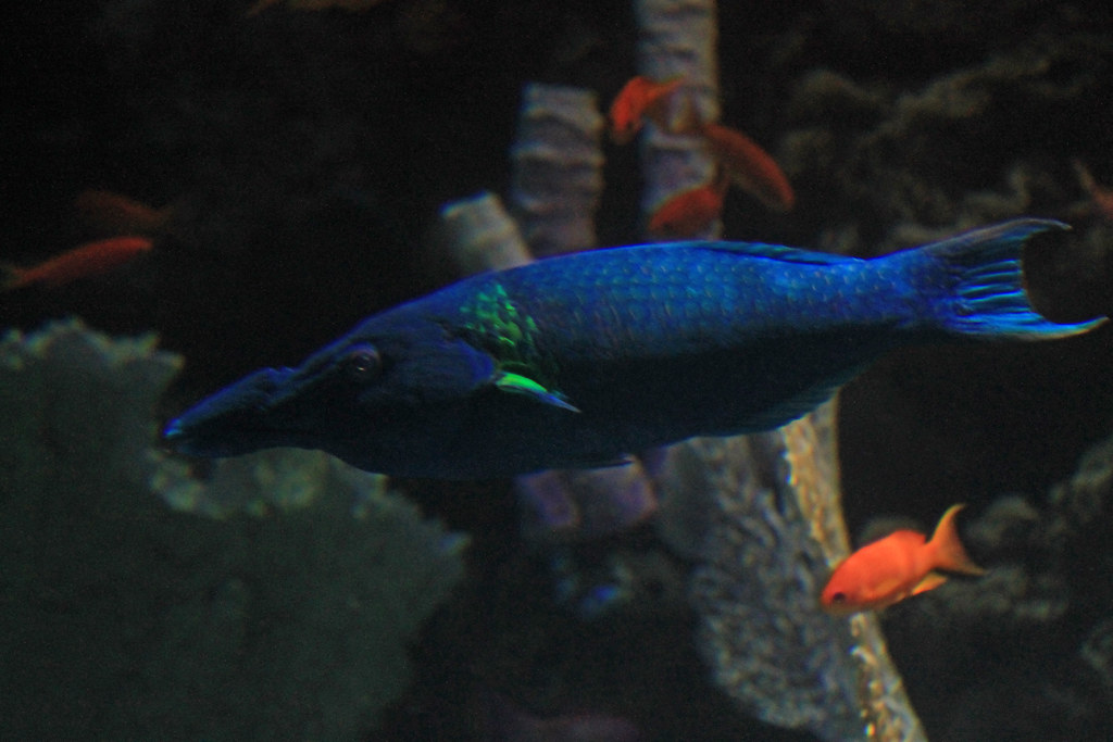 Bird Rass Fish Bird Wrasse | Taken on March 11, 2012 at the Aquarium of the… | Flickr