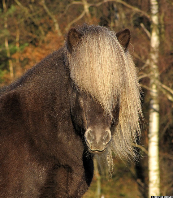 20111224k Hairy horse (maybe Icelandic?) near Gothenburg, Sweden