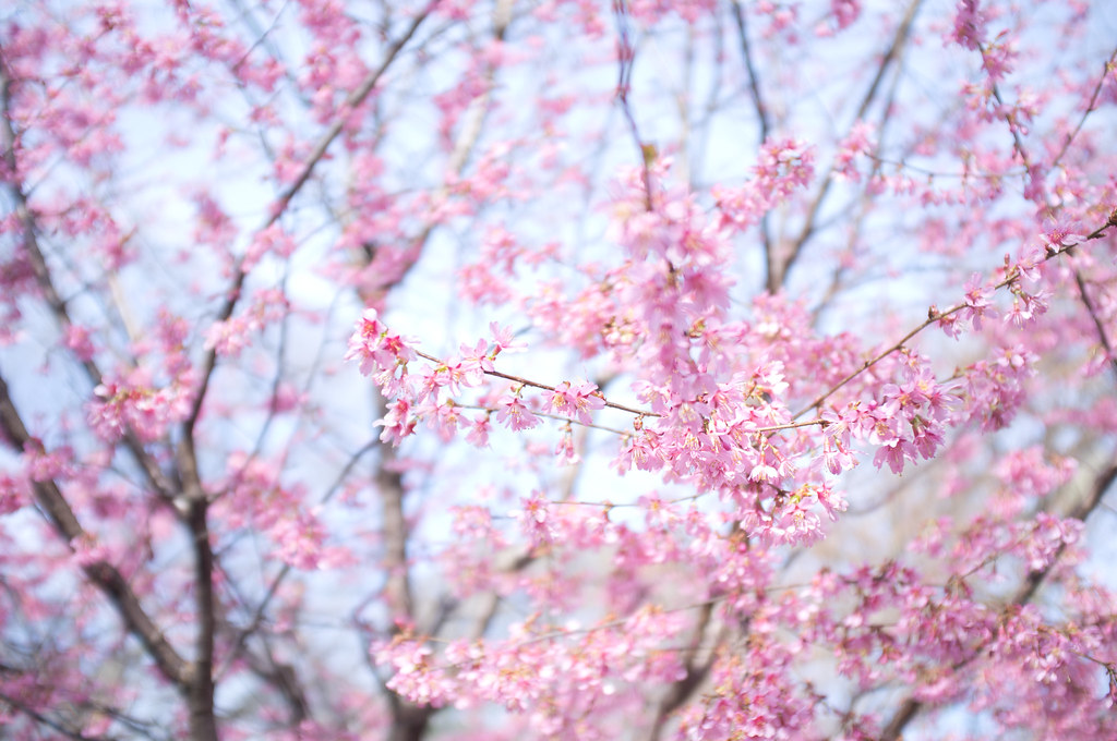 Delicate pink cherry blossom clusters blooming on slender branches in bright spring sunshine.